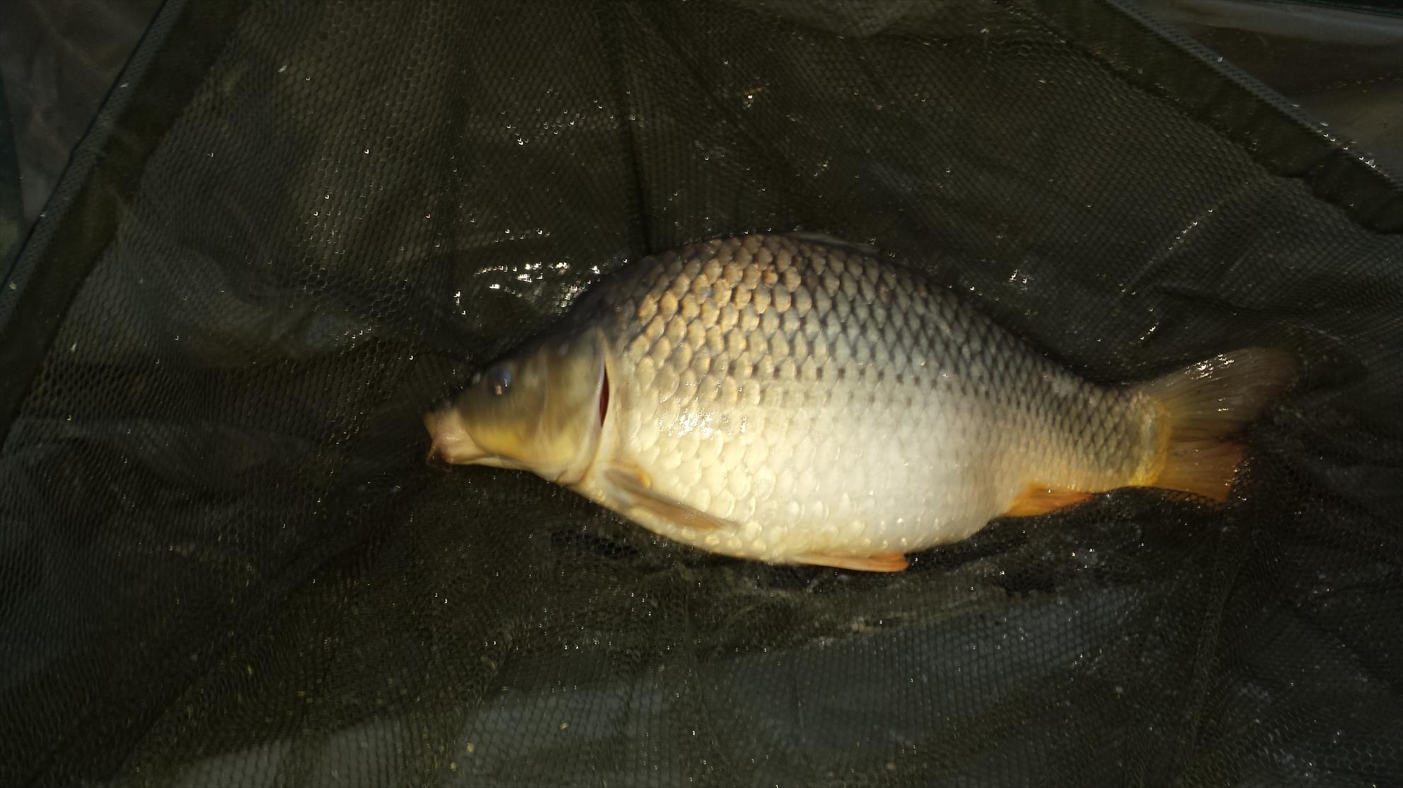 Moara Vlasiei 2 18 - 19 iunie 2016 - 20160618210143.jpg